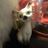 Dianne Davis's profile picture