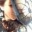 Claudia Faraoni's profile picture