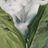 Alexandra Sakara's profile picture