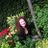 Rosalind Scanlon's profile picture