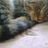Lanko Pacni's profile picture