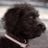 Obdul Siempre da Mas's profile picture