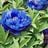 DJ dark blue the peony's profile picture