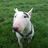 Eric Sykes's profile picture