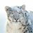 Snow Leopard's profile picture