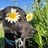 INcomBUStible's profile picture