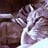 Sho Ito's profile picture