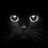 Dominik Czarkowski's profile picture