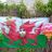 Welsh Sheepskanker's profile picture