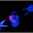 koedo's profile picture