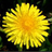 Dandelion Radio