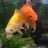 marasRus's profile picture