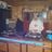 DJHARDSTATE-ONE's profile picture