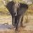 Ronald Overby BLACK ELEPHANT's profile picture