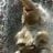 Petrica Kerempuh's profile picture