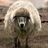 LammMann's profile picture