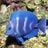 Mr Fish's profile picture