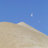 Desert Gull