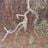 Kornaolyo's profile picture