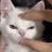 Grogni Fall's profile picture