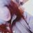 Elif Willems's profile picture