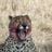 Neil Urry's profile picture