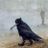 Benni Kilb's profile picture