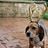 LaughingBeagles's profile picture