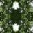 Chlorophil