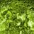 Bonny Plankton's profile picture
