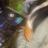 Charli-J's profile picture