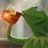 QUEST(deepmedi, antisocial)'s profile picture