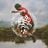 Rui Henrique's profile picture