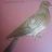 Matthew James Holroyd's profile picture