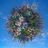 TippySpring's profile picture