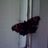 Martin Skokan's profile picture