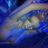 socialnetworkangel's profile picture