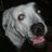 Mirco Bertoni's profile picture