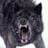 Tadas Janauskas's profile picture