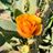 marlapi's profile picture