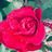 Daisie's profile picture