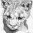 Leopardus pardalis's profile picture