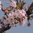 さくら's profile picture