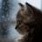 Aristocats's profile picture