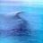 Ofri Goffer's profile picture