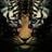 Miquel Waller's profile picture