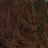 Mikko Ahvonen's profile picture