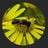 Guy Van Ooteghem's profile picture