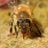 江吸吧's profile picture