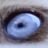 N@N0's profile picture